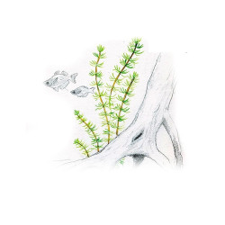 Akvariumo augalas Bacopa myriophylloides