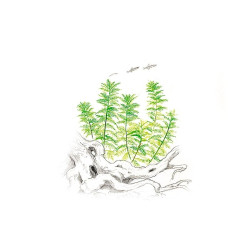 Akvariumo augalas Myriophyllum mattogrossense