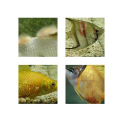Aquarium Munster AMUN135200