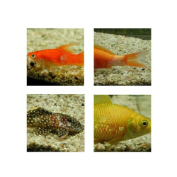 Aquarium Munster AMUN180250