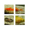 Aquarium Munster AMUN180250
