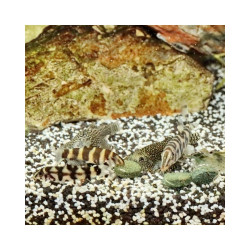 JBL JBL3115200