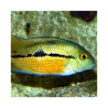 JBL JBL3123300