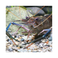 JBL ProNovo Crabs Wafer M pašaras krabams ir krevetėms 250 ml