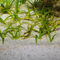 JBL gruntas Sansibar River 5 kg (0,8 mm)